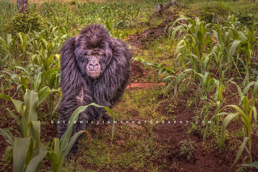 Gorilla S NZ96216