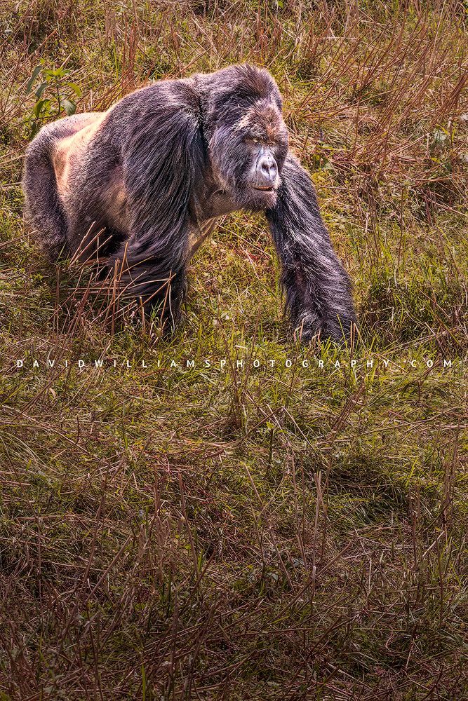 Gorilla S NZ96827EN
