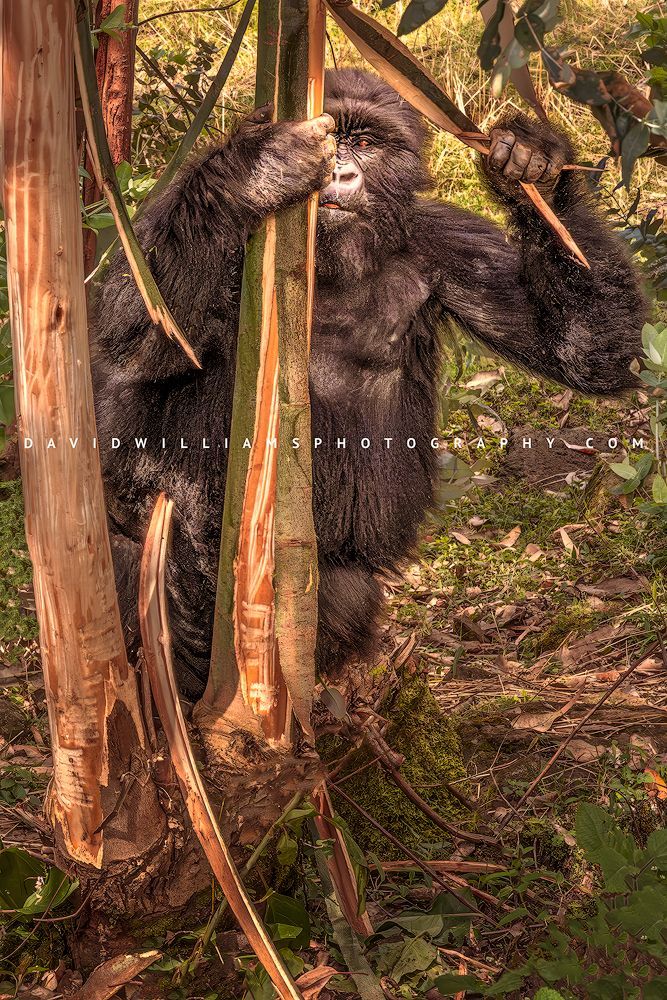 Gorilla S NZ96454EN
