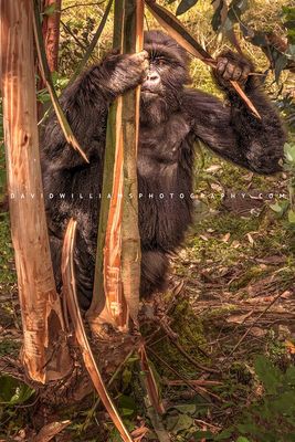 Gorilla S NZ96454EN
