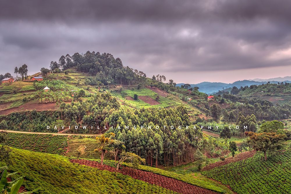 Uganda Farming BKT6223