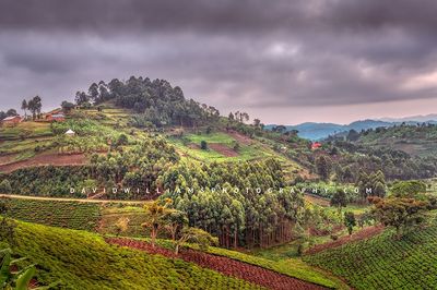 Uganda Farming BKT6223 Uganda Farming BKT6223