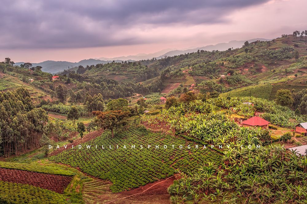 Uganda Farming BKT6224
