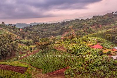 Uganda Farming BKT6224