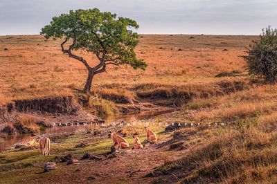 Lion GP BKT6167 Lion GP BKT6167