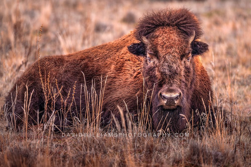 American Bison S NZ97051