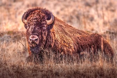 American Bison S NZ97019