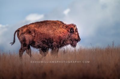 American Bison S 0Z81653