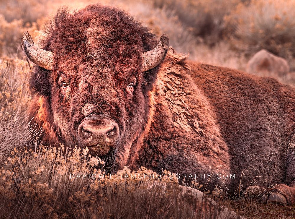 American Bison S 0Z81637