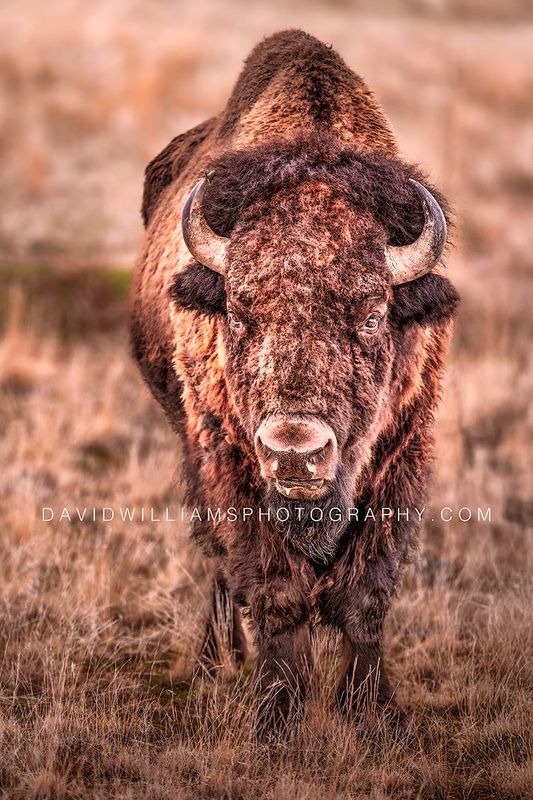 American Bison S 0Z81598 American Bison S 0Z81598