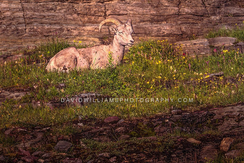 Big Horn Sheep S NZ97099EN