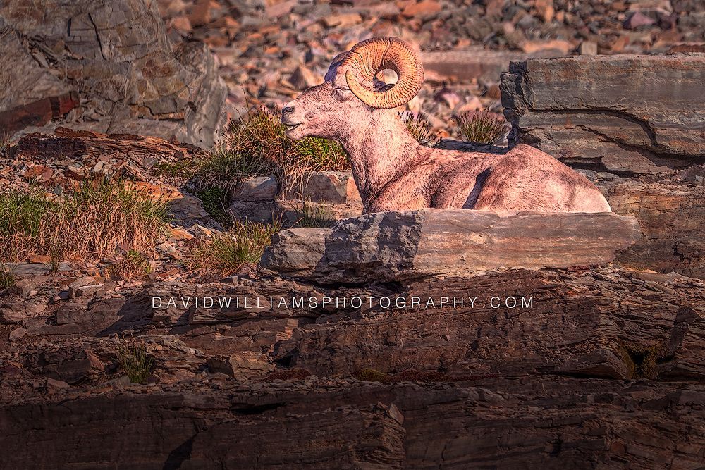 Big Horn Sheep NZ97115EN