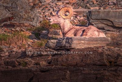 Big Horn Sheep NZ97115EN