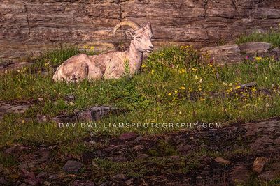Big Horn Sheep S NZ97099EN