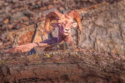 Big Horn Sheep S NZ97136EN