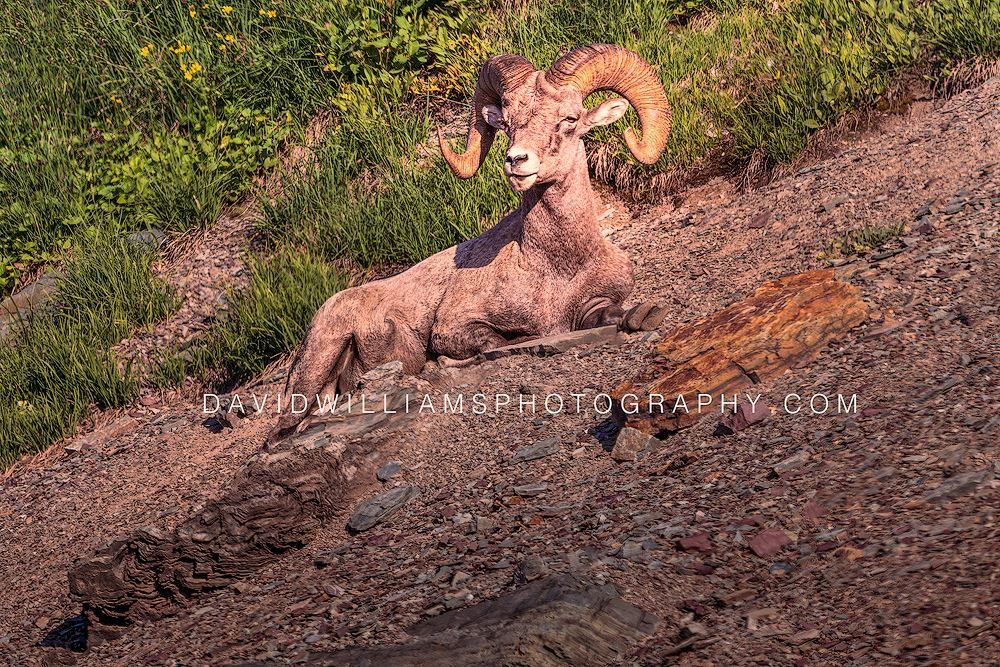 Big Horn Sheep S NZ97162 Big Horn Sheep S NZ97162