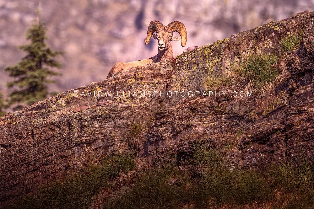 Big. Horn Sheep S NZ97189 Big. Horn Sheep S NZ97189