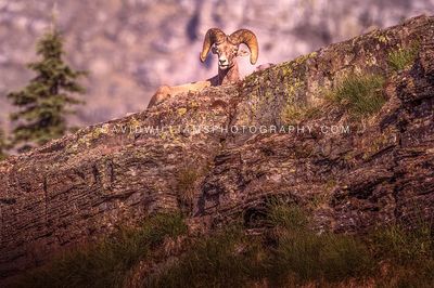 Big. Horn Sheep S NZ97189 Big. Horn Sheep S NZ97189