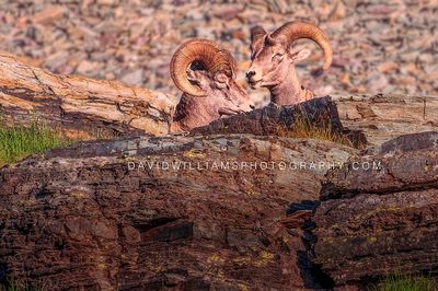 Big Horn Sheep GP NZ97120EN