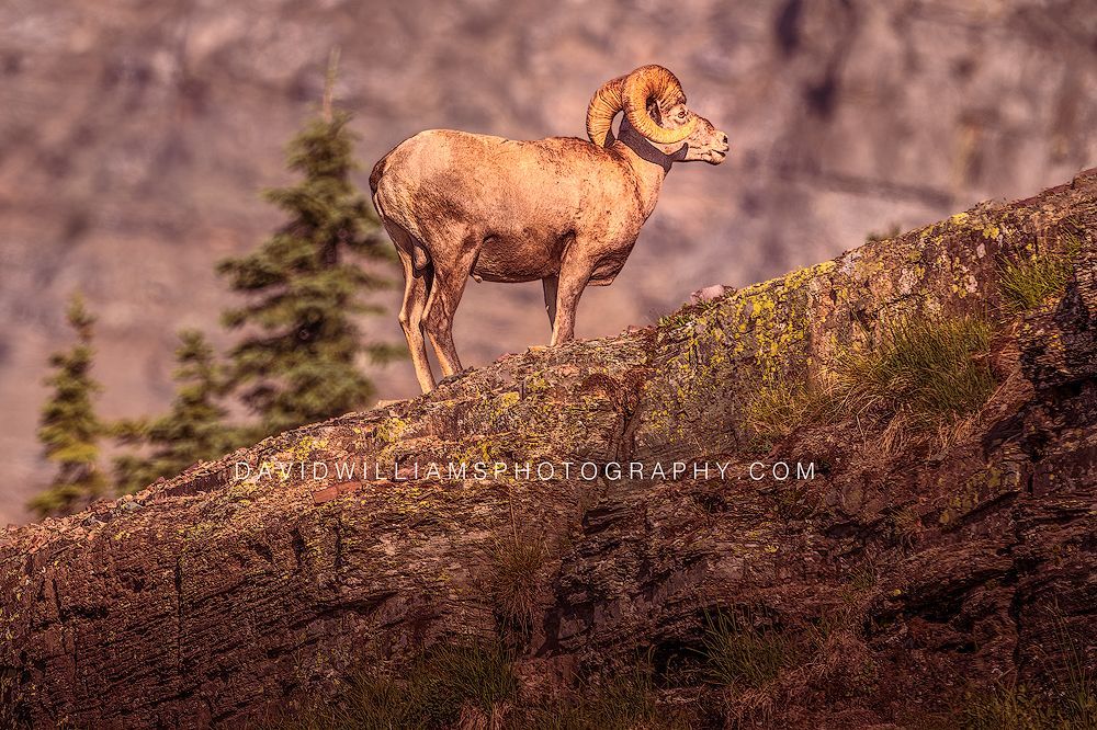 Big Horn Sheep S NZ97204