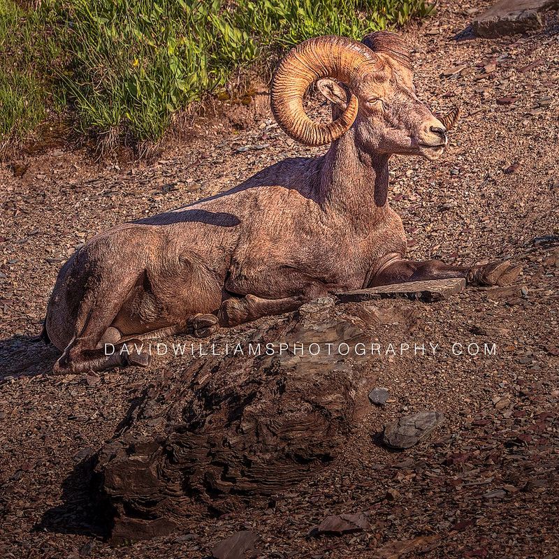 Big Horn Sheep S NZ97223EN