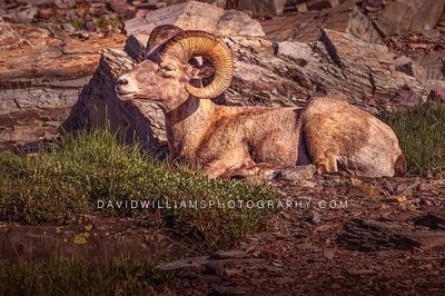 Big Horn Sheep S NZ97240EN