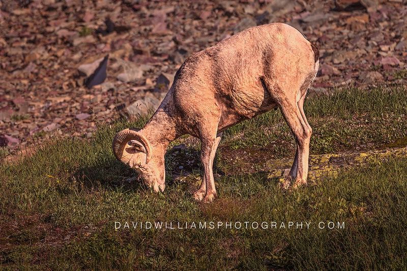Big Horn Sheep S NZ97283