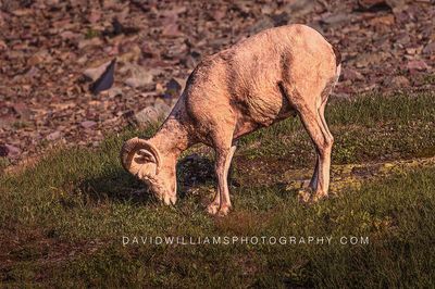 Big Horn Sheep S NZ97283