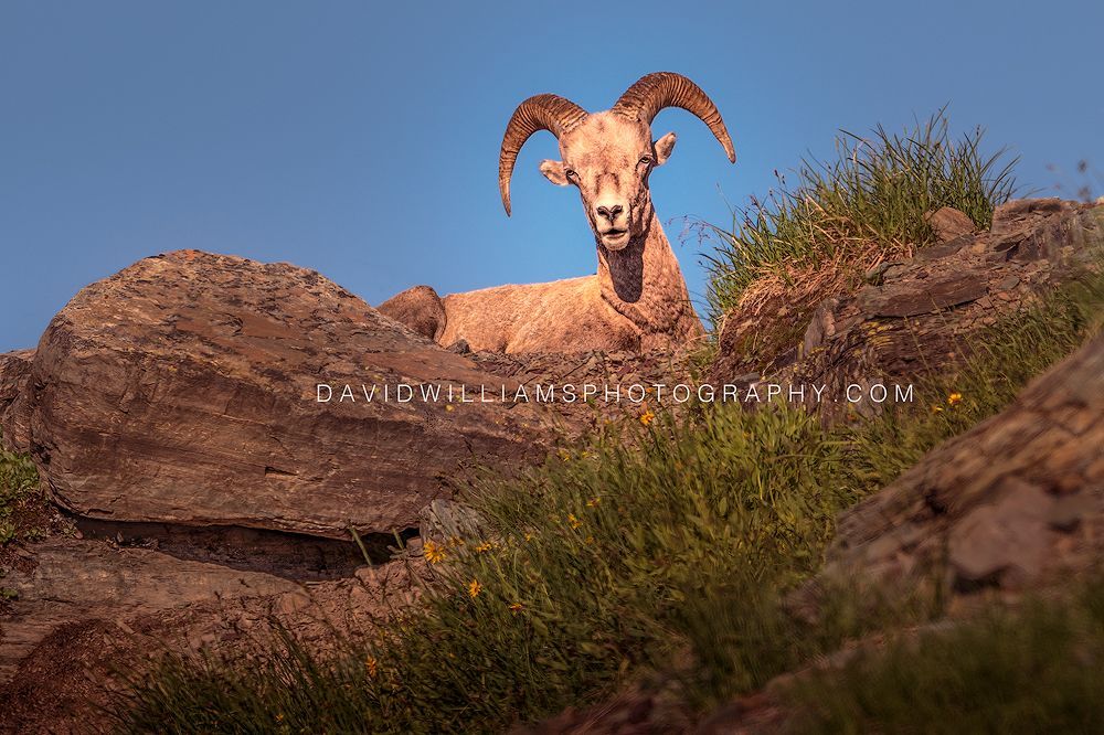 Big Horn Sheep S NZ97341EN