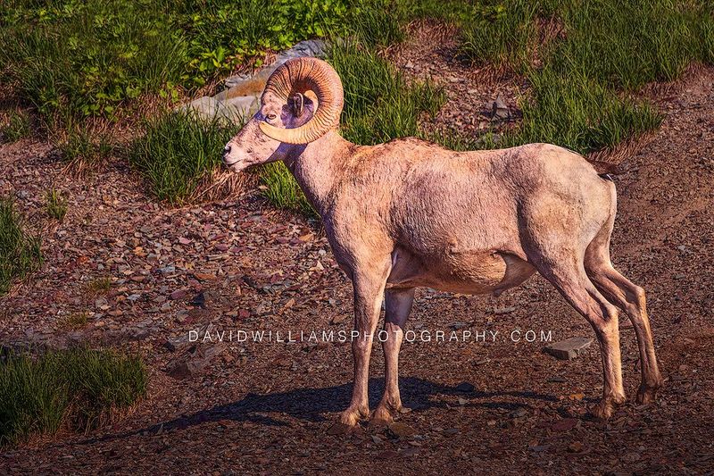 Big Horn Sheep S NZ97328