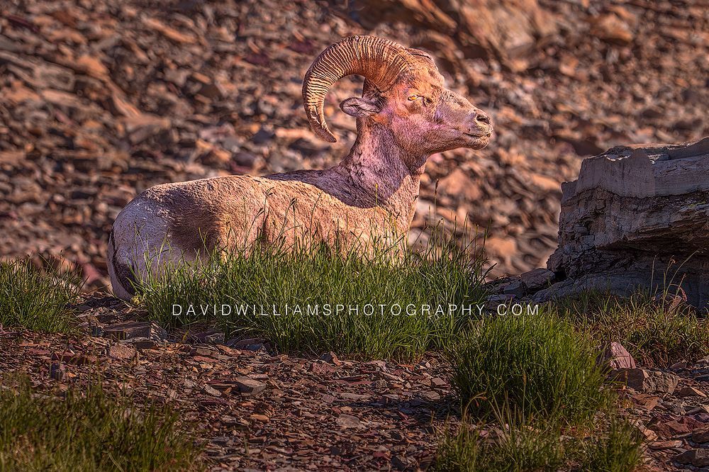 Big Horn Sheep S NZ97393 Big Horn Sheep S NZ97393