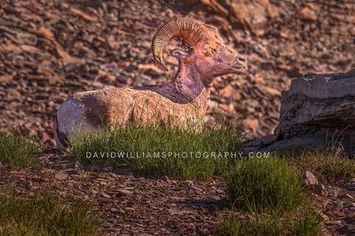 Big Horn Sheep S NZ97393