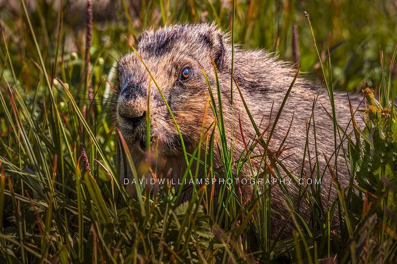 Hoary Marmot S NZ97439