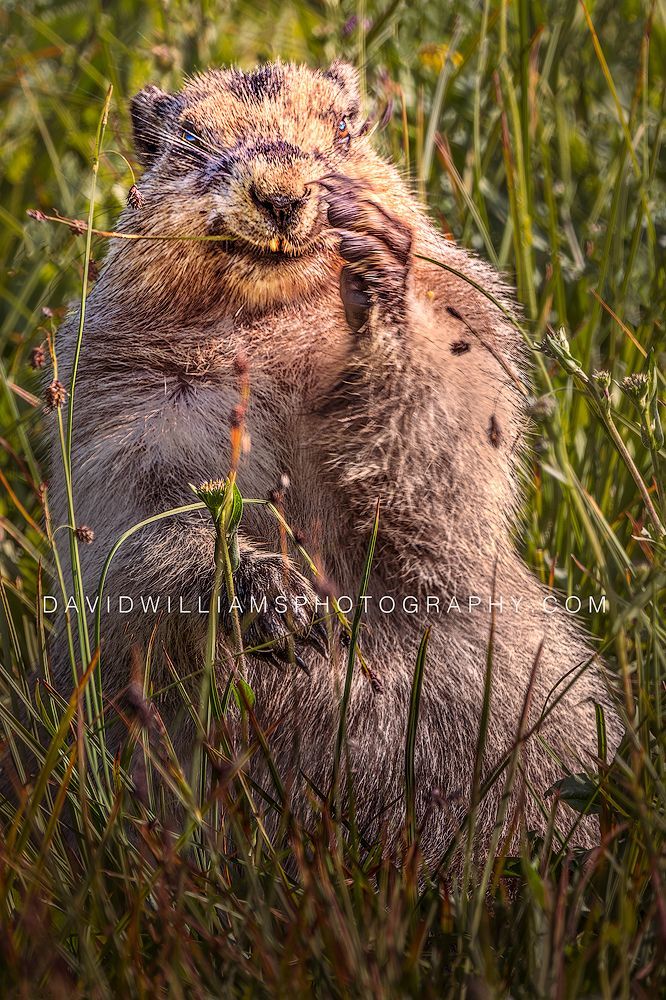 Hoary Marmot S NZ97424
