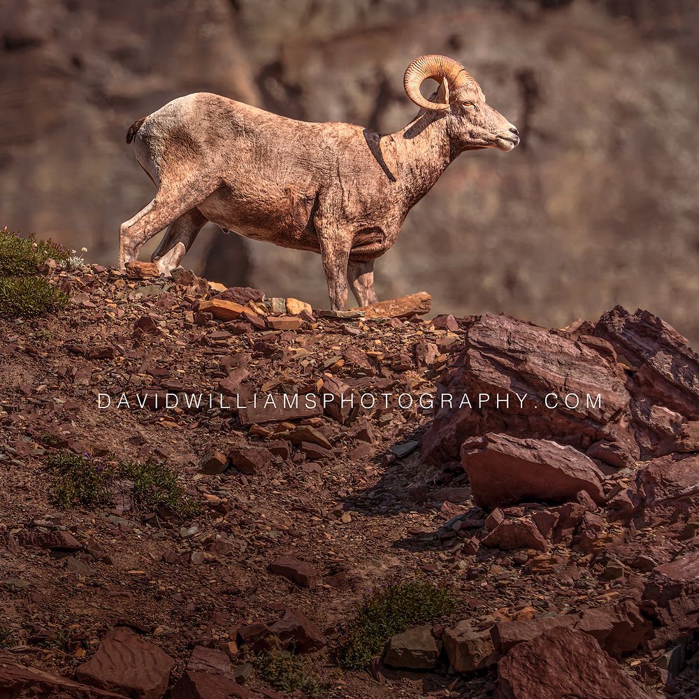 Big Horn Sheep S NZ97454EN Big Horn Sheep S NZ97454EN