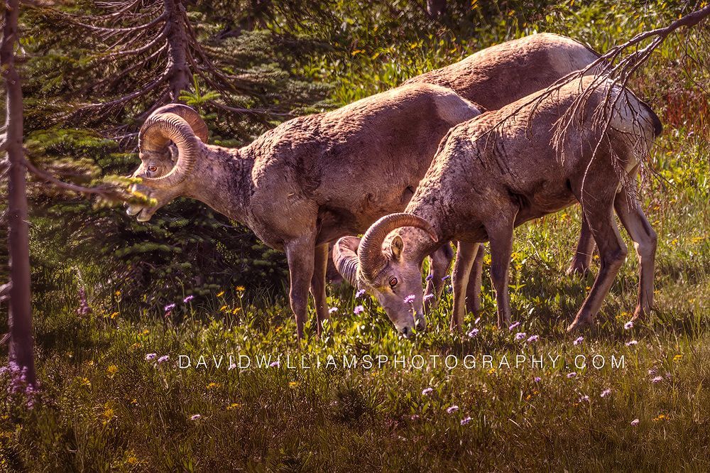 Big Horn Sheep GP NZ97505