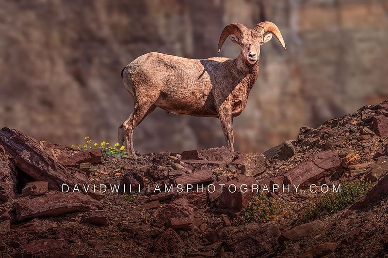 Big Horn Sheep S NZ97472