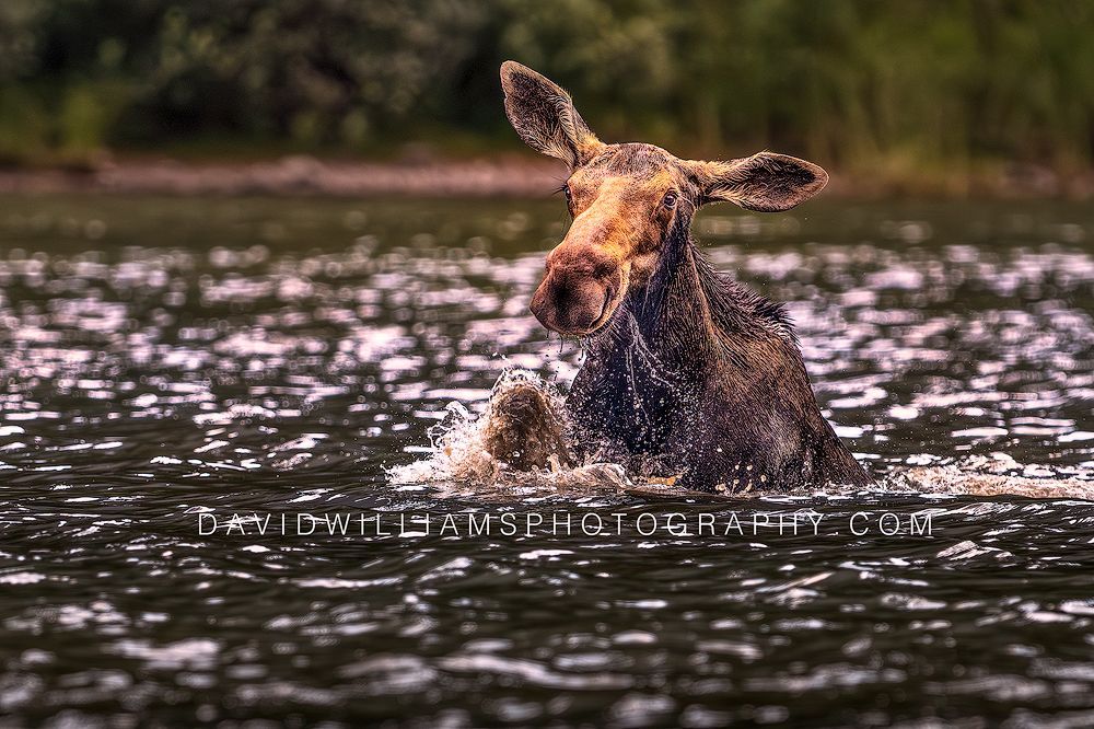 Moose S NZ98031 Moose S NZ98031