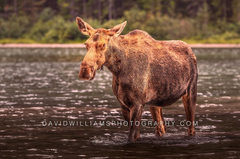 Moose S NZ98161 Moose S NZ98161