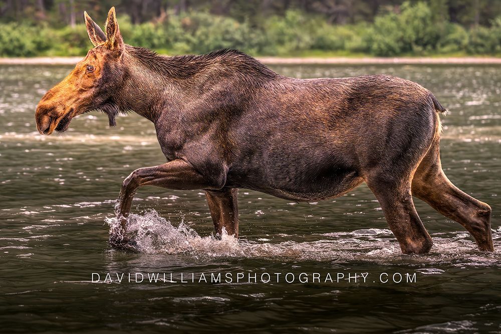 Moose S NZ98325 Moose S NZ98325