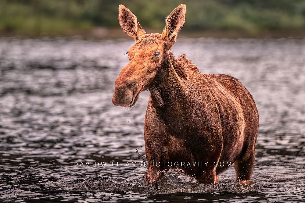 Moose S NZ98226 Moose S NZ98226