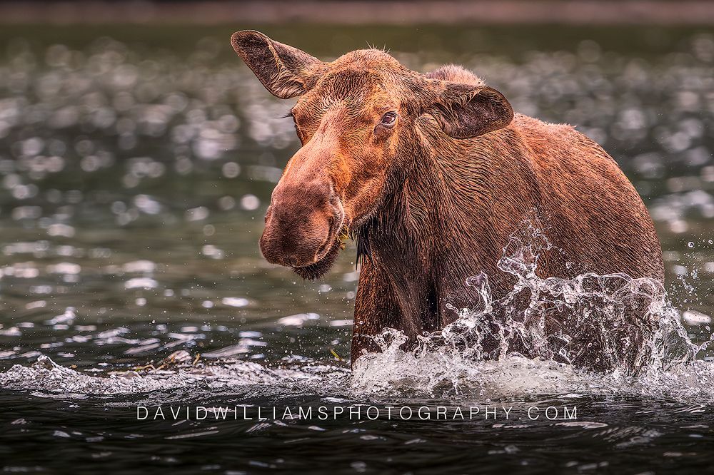 Moose S NZ98386 Moose S NZ98386