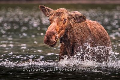 Moose S NZ98386 Moose S NZ98386