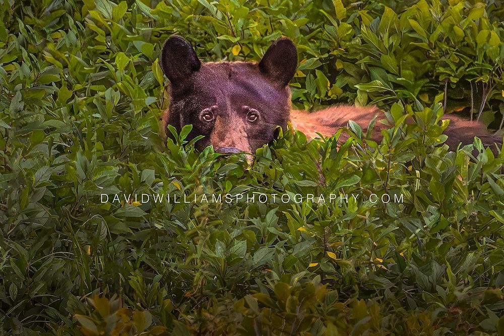 Bear S NZ99875EN Bear S NZ99875EN