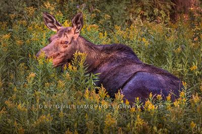 Moose S NZ90300 Moose S NZ90300