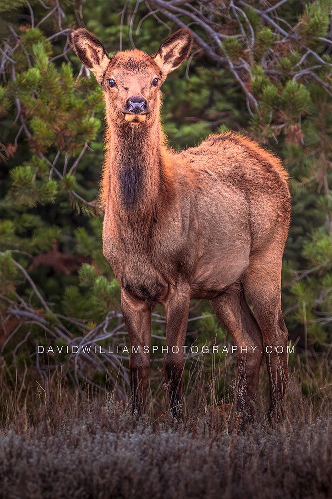 Elk S NZ91098 Elk S NZ91098