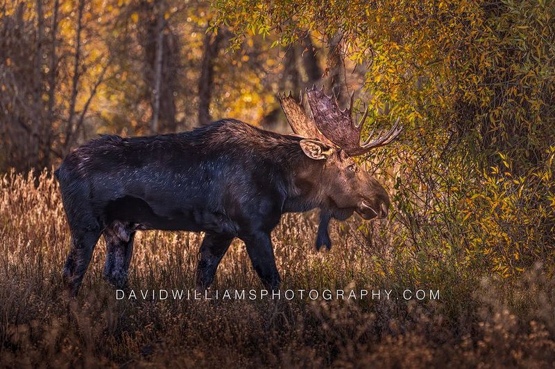 Moose S NZ92299 Moose S NZ92299