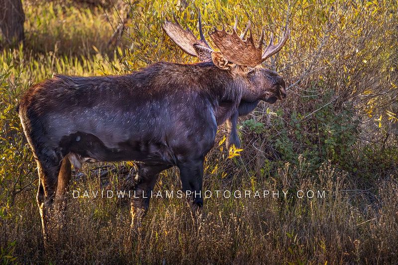 Moose S NZ92199 Moose S NZ92199