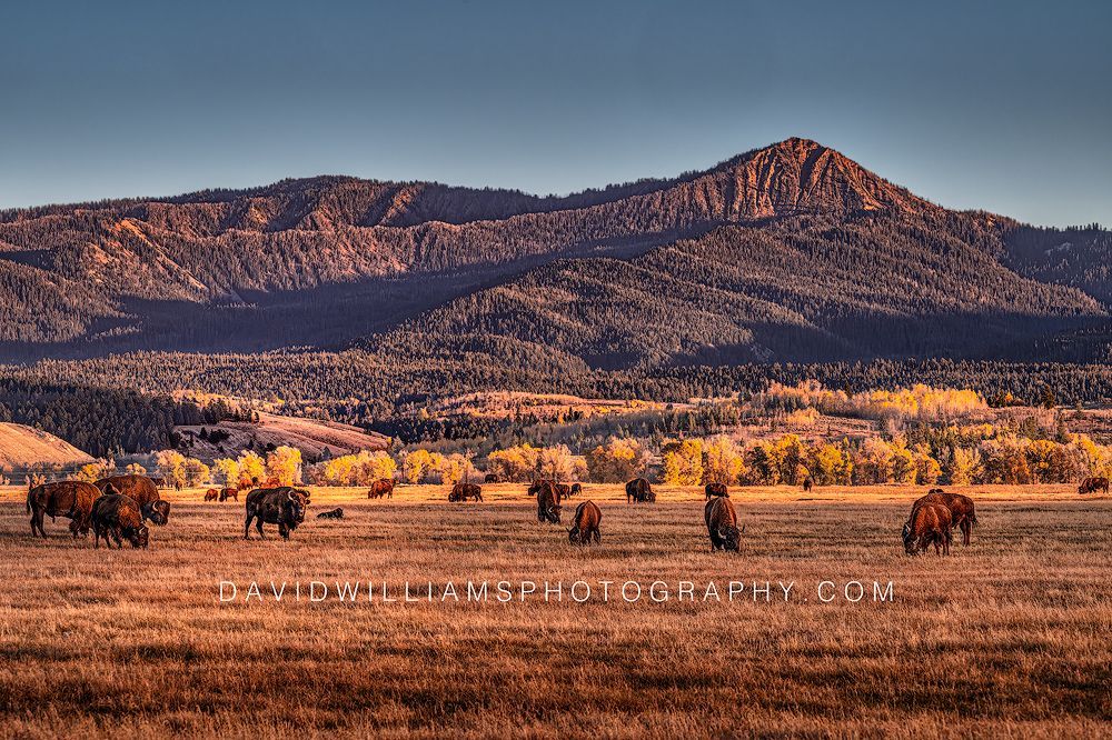 American Bison GP 0Z80072