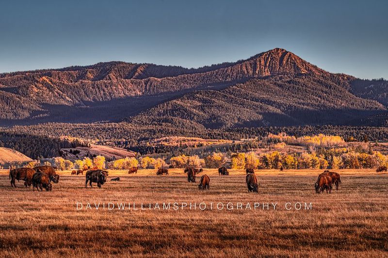 American Bison GP 0Z80072 American Bison GP 0Z80072